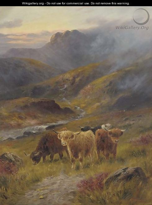 Highland cattle - John Morris
