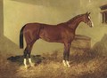 Aristides, a bay colt, in a loosebox - John Frederick Herring Snr