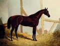 Mr. John Bowe's Bay Colt Cotherstone, by Touchstone out of Emma, in a loosebox - John Frederick Herring, Jnr.