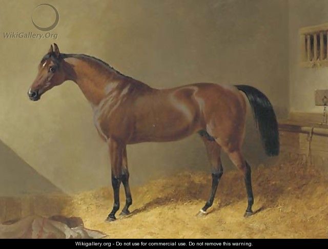 Pacelot, a bay stallion, in a stable - John Frederick Herring Snr