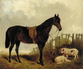 A saddled dark brown hunter with two dogs in a landscape - John Frederick Herring, Jnr.