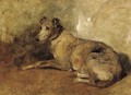 A greyhound - John Emms