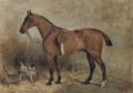 Kilbrachen, a saddled hunter with Puss, a kitten and Spring, a Jack Russell terrier - John Emms