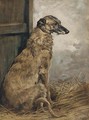 Countess, a deerhound - John Emms