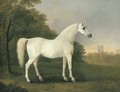 Mambrino, a grey stallion in a wooded landscape - John Boultbee