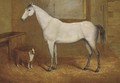 A grey with a terrier in a stable - John Charles Maggs
