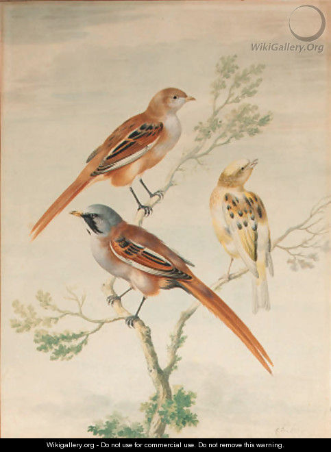 Two sparrows and a young goldfinch - Johannes Bronkhorst