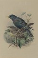 An adult and a juvenile European starling - Johan Gerard Keulemans