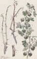 Study of gooseberries - Louis Fairfax Muckley