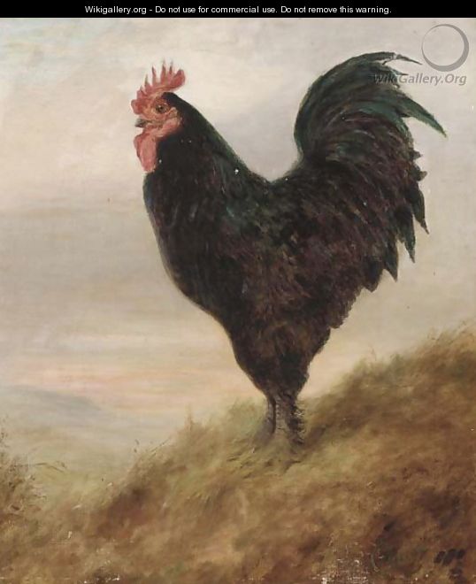 A Broad Langsham fowl - Lilian Cheviot
