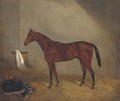 A bay racehorse in a stable - Joshua Dighton