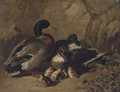 Ducks and ducklings - James Bradley