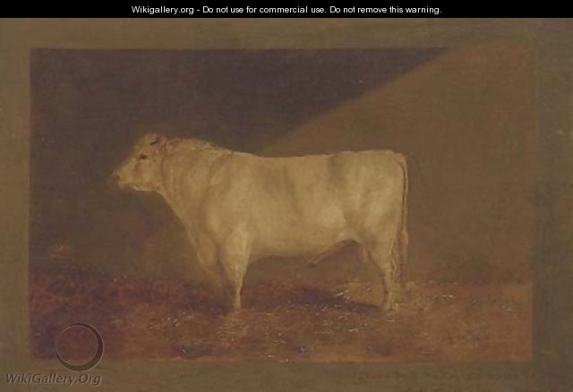 A prize bull - John Sturgess