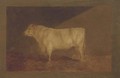 A prize bull - John Sturgess