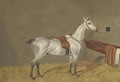 A grey racehorse in a loose box - Henry Shaw