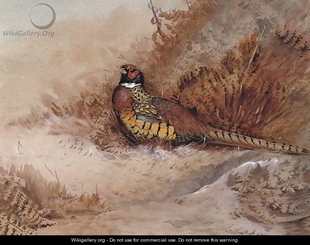 Pheasant in bracken - Ian Bowles
