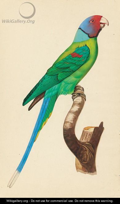 Exotic Bird Studies - Indian School