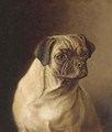 A pug - Horatio Henry Couldery
