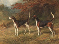 Chorister and Norman, one couple of fox hounds beside a covert - Heywood Hardy