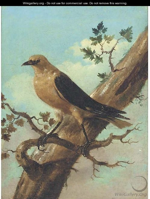 Bird On A Branch - Joham Matthias Wourzer
