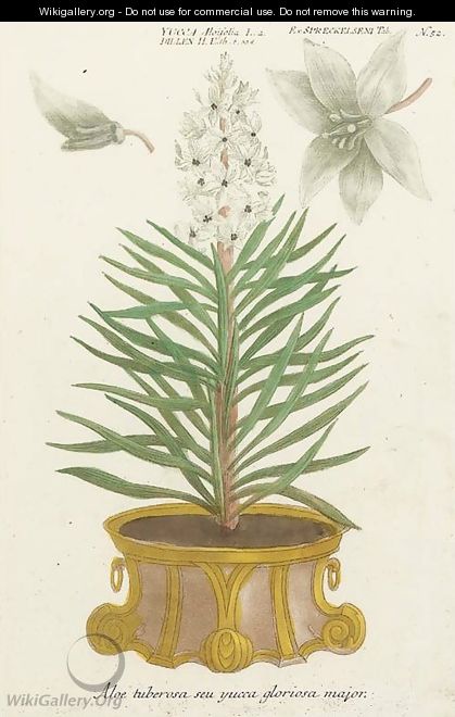Botanical studies of Aloe and Agave - Johann Wilhelm Weinmann
