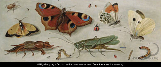Studies of butterflies, moths, a dragonfly, a grasshopper and other insects - Jan van Kessel