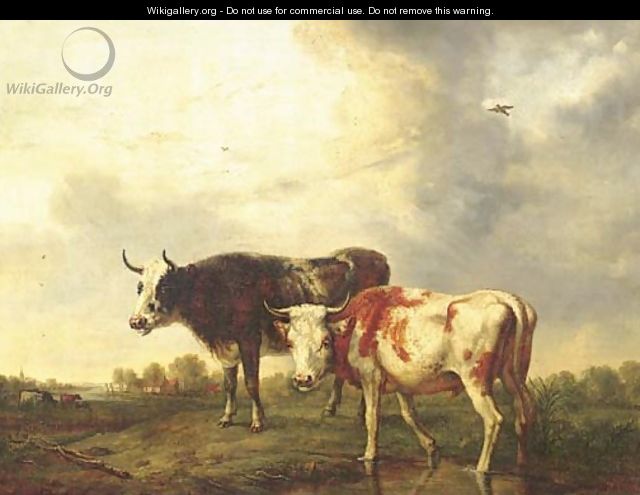 Cows in a meadow - Jan Kobell