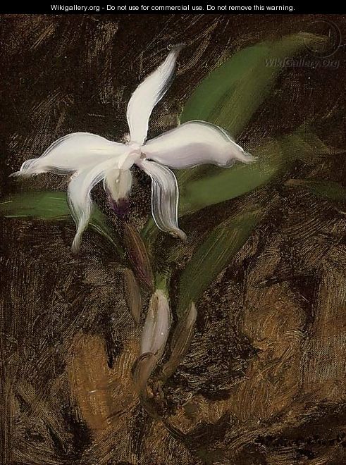 White lily - James Stuart Park
