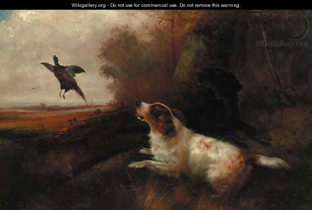 Spaniels putting up pheasant - Robert Cleminson