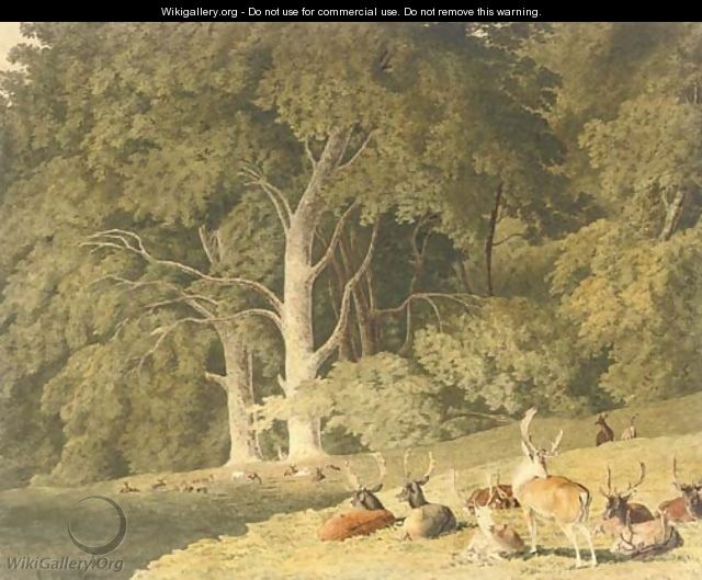A herd of deer resting in a glade - Robert Hills