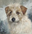 Busty, the head of a wire haired terrier - Binks, R. Ward