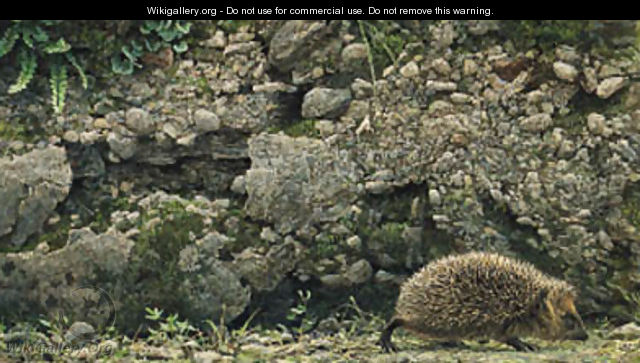 Hedgehog - Robert Bateman