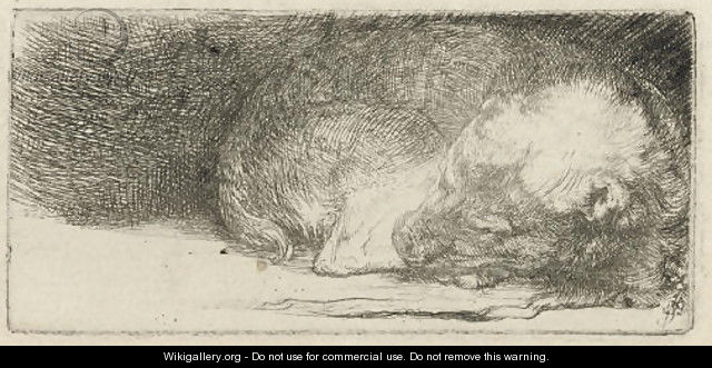 A sleeping Puppy - Rembrandt Van Rijn