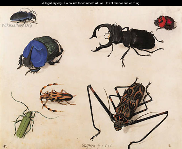 Beetles - Pieter The Elder Holsteyn