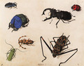 Beetles - Pieter The Elder Holsteyn
