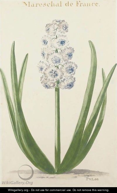 Mareschal de France A Hyacinth - Pieter van Loo