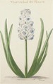 Mareschal de France A Hyacinth - Pieter van Loo