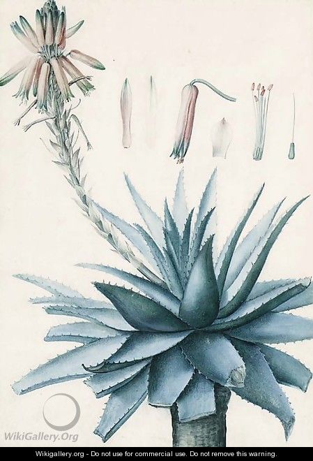 A blossoming Cactus with botanical Studies of its Flower - Pierre-Joseph Redouté