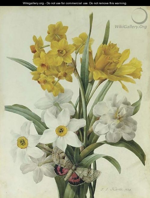 A bouquet of daffodils and narcissi with a red underwing moth - Pierre-Joseph Redouté