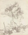 Two umbrella pines in a hilly landscape - Pierre Puget
