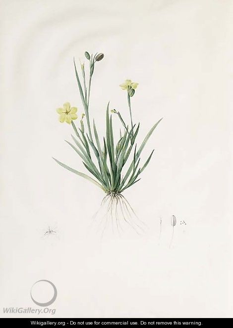 Study of Sisyrinchium convolutum, with subsidiary Studies of the Flower, Pistil and Seed - Pierre-Joseph Redouté