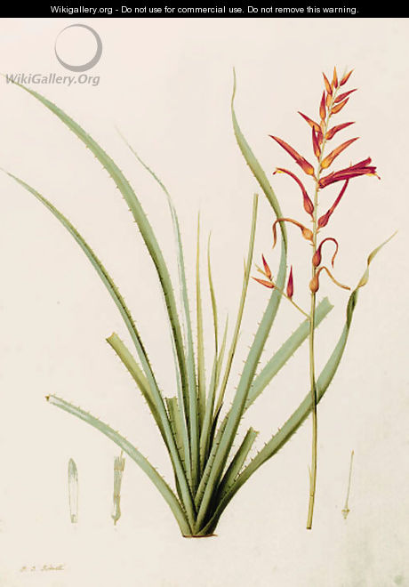 Pitcairnia angustifolia (Long-leaved Pitcairnia) - Pierre-Joseph Redouté