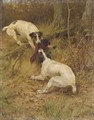 Terriers fighting - Thomas Blinks