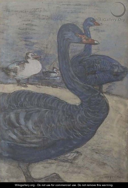 Black Swans - Theodorus Van Hoytema