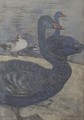 Black Swans - Theodorus Van Hoytema