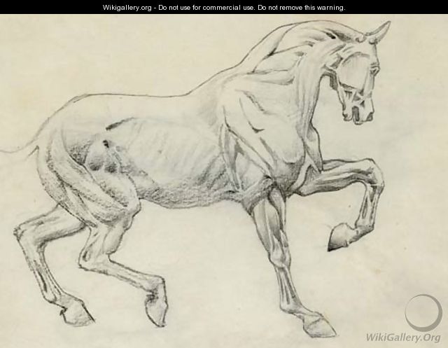 Ecorche figure of a horse - Sir Edward Coley Burne-Jones
