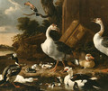 Chinese and Egyptian Geese - Melchior D'Hondecoeter