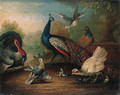 A Peacock, a Turkey, a Hen, Doves, Chicks and a Pheasant by a Lake - Marmaduke Cradock