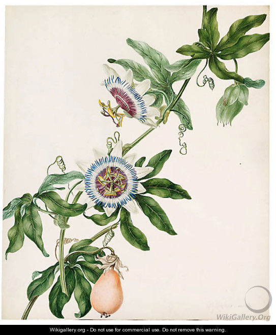Passiflora caerulea (Passion Flower) - Philippa Crabtree