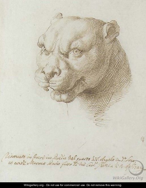 Head of a panther, after the Antique - Pier Leone Ghezzi